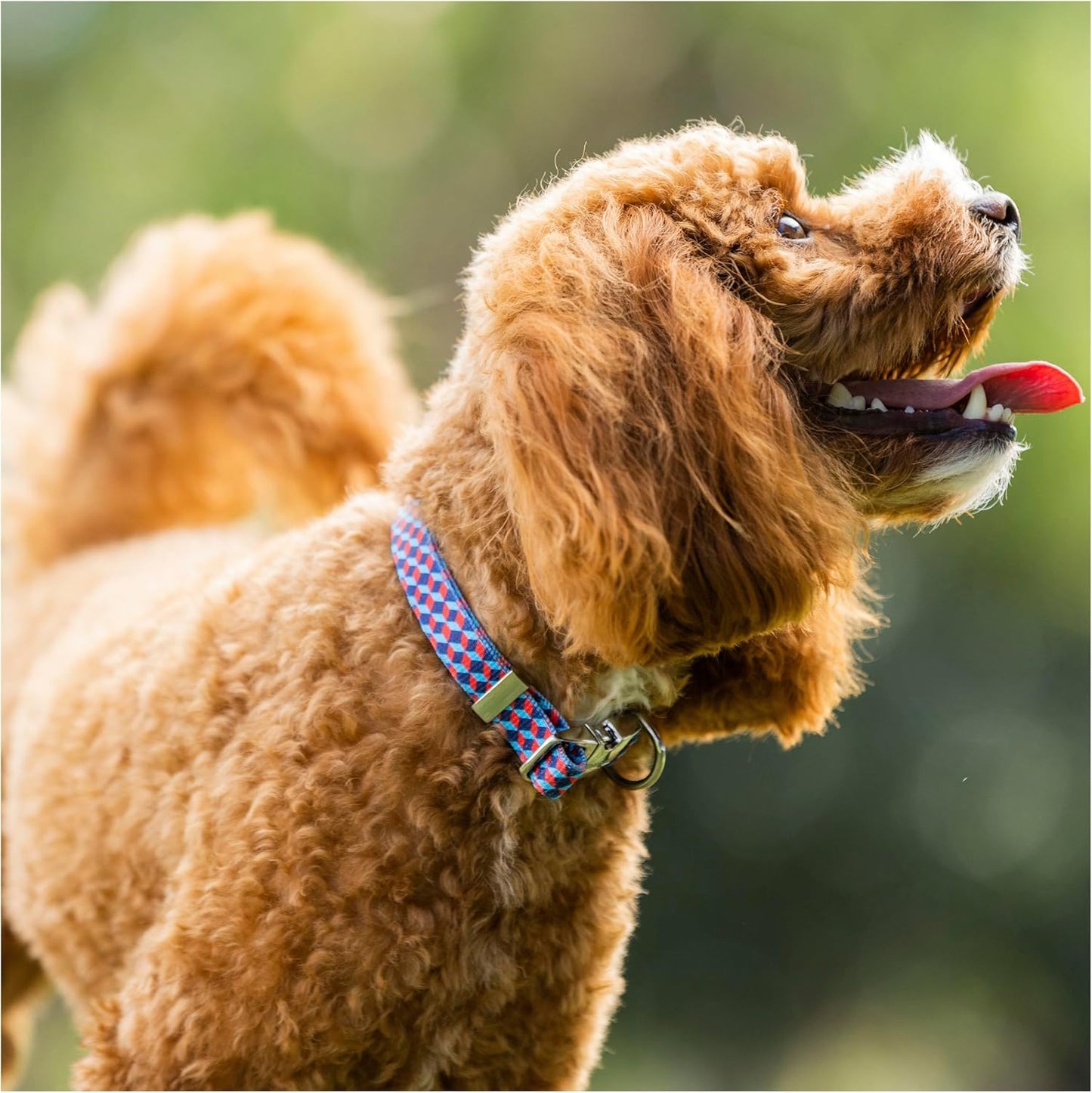Purina Total Care Fashion Dog Collar for Small Breeds (25-40cm) image 5