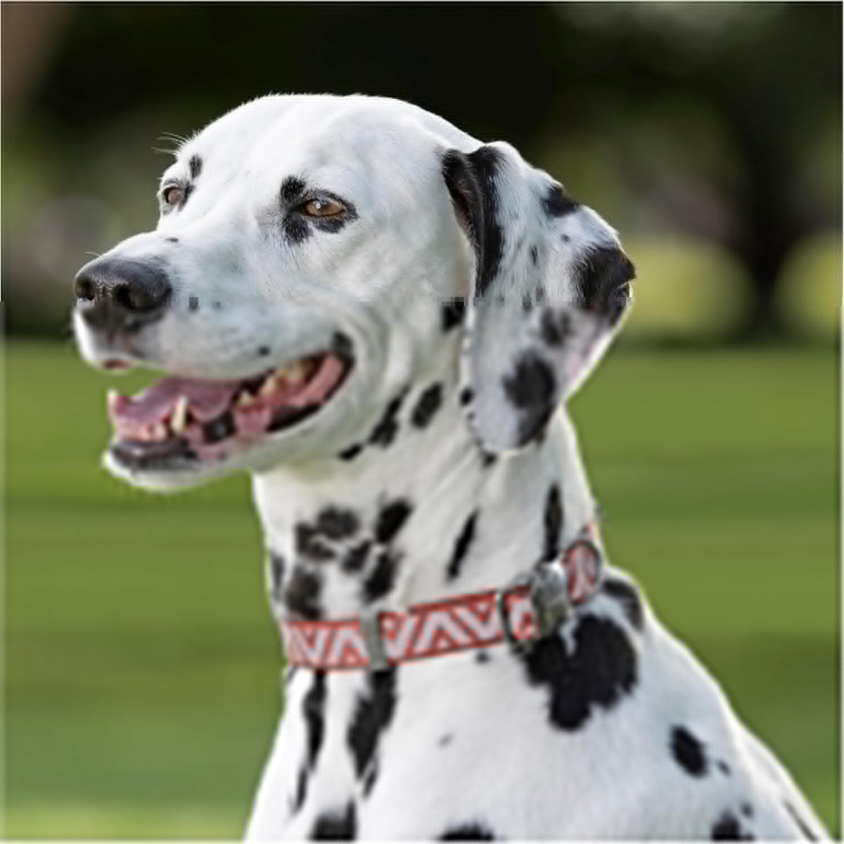 Purina Total Care Reflective Dog Collar Medium 30-50cm image 5