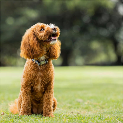 Purina Total Care Reflective Dog Collar for Small Breeds (25-40cm) image 9